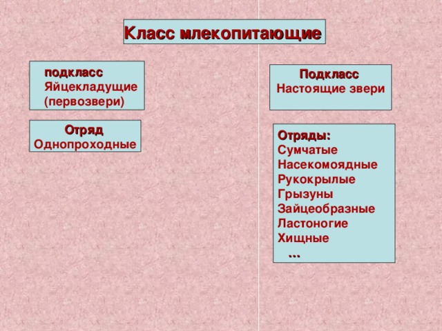 Завершите схему класс млекопитающие подкласс