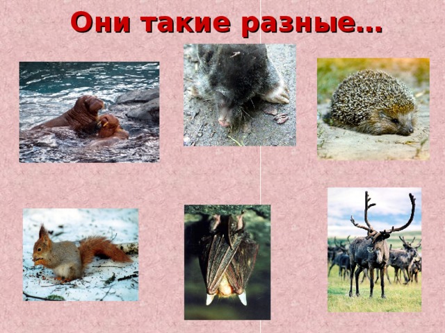 Они такие разные… 