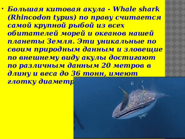 Большая китовая акула - Whale shark (Rhincodon typus) по праву считается самой крупной рыбой из всех обитателей морей и океанов нашей планеты Земля. Эти уникальные по своим природным данным и зловещие по внешнему виду акулы достигают по различным данным 20 метров в длину и веса до 36 тонн, имеют глотку диаметром до 10 метров. 