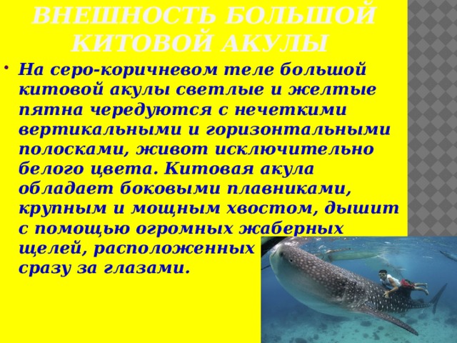 Внешность большой китовой акулы На серо-коричневом теле большой китовой акулы светлые и желтые пятна чередуются с нечеткими вертикальными и горизонтальными полосками, живот исключительно белого цвета. Китовая акула обладает боковыми плавниками, крупным и мощным хвостом, дышит с помощью огромных жаберных щелей, расположенных с двух сторон сразу за глазами. 