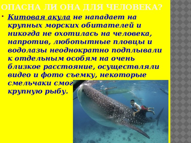 Опасна ли она для человека? Китовая акула не нападает на крупных морских обитателей и никогда не охотилась на человека, напротив, любопытные пловцы и водолазы неоднократно подплывали к отдельным особям на очень близкое расстояние, осуществляли видео и фото съемку, некоторые смельчаки смогли оседлать самую крупную рыбу. 