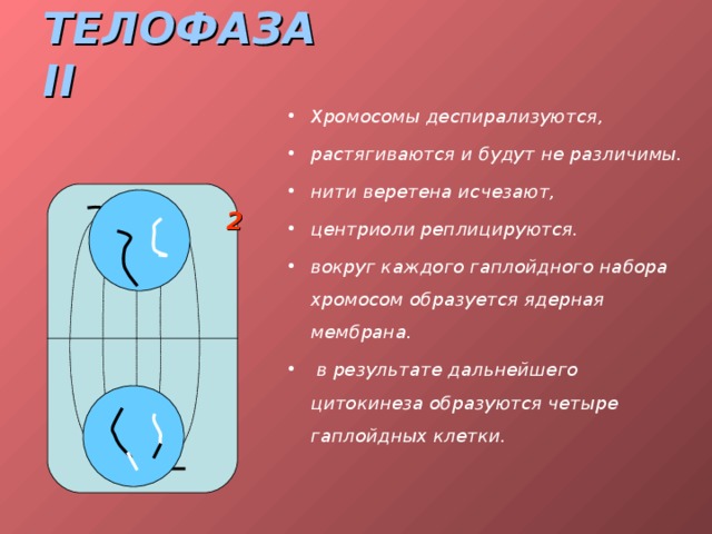 Телофаза хромосомный набор. Телофаза II хромосомный набор.