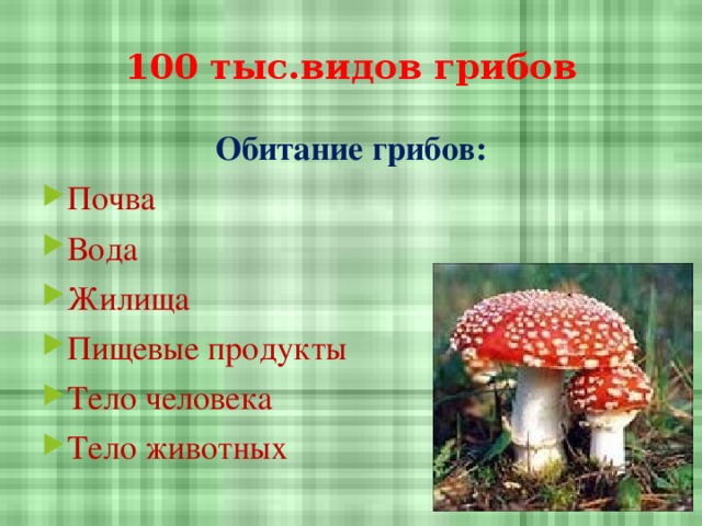 1 животные растения грибы 2. Обитание грибов. Условия обитания грибов. Грибы среда обитания. Местообитание грибов.