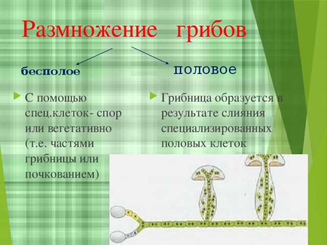 Грибы размножаются. Размножение грибов. Половое размножение грибов. Бесполое размножение грибов спорами. Грибы размножаются с помощью.