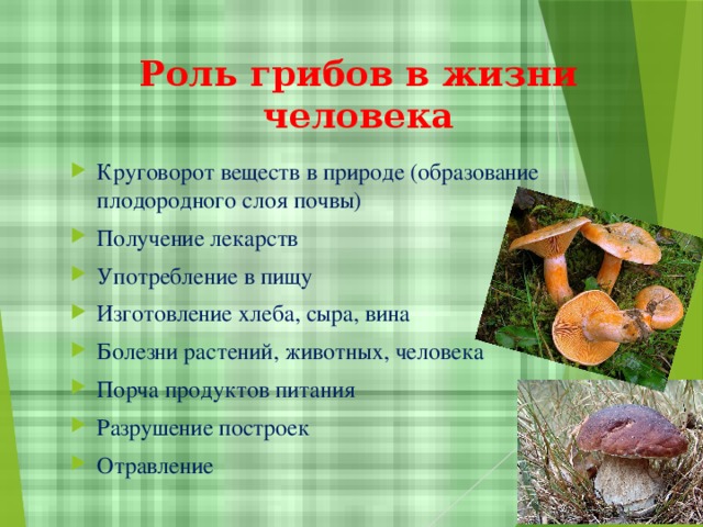 Значение грибов в природе 7 класс
