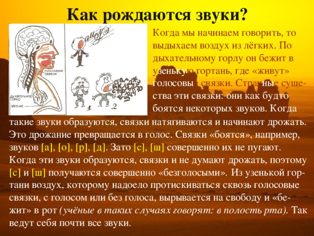 Как рождаются звуки? Когда мы начинаем говорить, то выдыхаем воздух из лёгких. По дыхательному горлу он бежит в у зеньку ю гортань, где «живут» голосовы е связки. Стран ны е суще- ства эти связки: они как будто боятся некоторых звуков. Когда такие звуки образуются, связки натягиваются и начинают дрожать. Это дрожание превращается в голос. Связки «боятся», например, звуков [а], [о], [р], [д] . Зато [с], [ш] совершенно их не пугают. Когда эти звуки образуются, связки и не думают дрожать, поэтому [с] и [ш] получаются совершенно «безголосыми».  Из узенькой гор- тани воздух, которому надоело протискиваться сквозь голосовые связки, с голосом или без голоса, вырывается на свободу и «бе- жит» в рот (учёные в таких случаях говорят: в полость рта). Так ведут себя почти все звуки. 