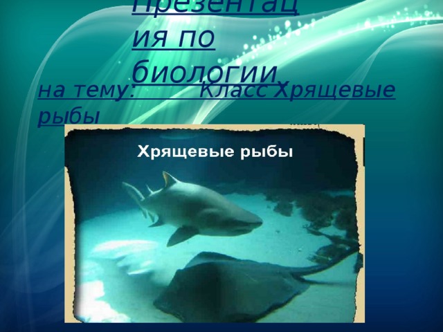 Презентация по биологии на тему: Класс Хрящевые рыбы 