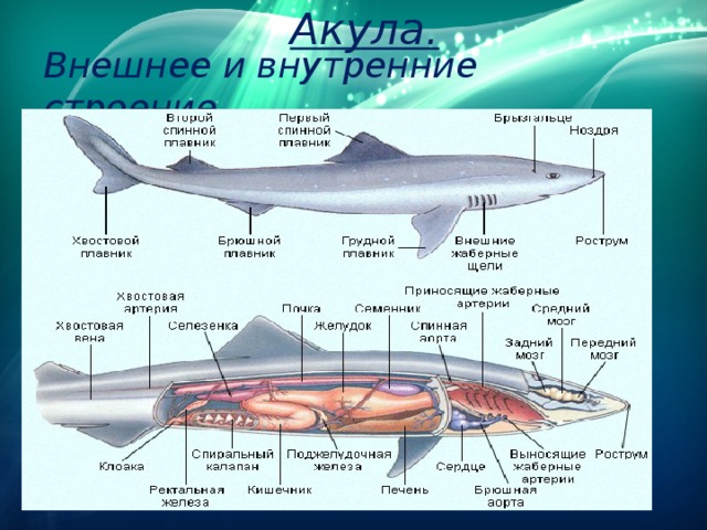 Схема строение акулы