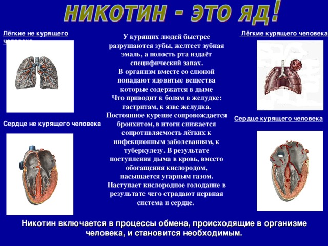 Лёгкие не курящего человека   Лёгкие курящего человека  У курящих людей быстрее разрушаются зубы, желтеет зубная эмаль, а полость рта издаёт специфический запах. В организм вместе со слюной попадают ядовитые вещества которые содержатся в дыме Что приводит к болям в желудке: гастритам, к язве желудка. Постоянное курение сопровождается бронхитом, в итоги снижается сопротивляемость лёгких к инфекционным заболеваниям, к туберкулезу. В результате поступления дыма в кровь, вместо обогащения кислородом, насыщается угарным газом. Наступает кислородное голодание в результате чего страдают нервная система и сердце.      Сердце курящего человека  Сердце не курящего человека   Никотин включается в процессы обмена, происходящие в организме человека, и становится необходимым.  
