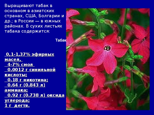 Выращивают табак в основном в азиатских странах, США, Болгарии и др.; в России — в южных районах. В сухих листьях табака содержится:  0,1-1,37% эфирных масел,  4-7% смол  0.0012 г синильной кислоты;  0.18 г никотина;  0.64 г (0.843 л) аммиака;  0.92 г (0.738 л) оксида углерода; 1 г дегтя.  Табак 