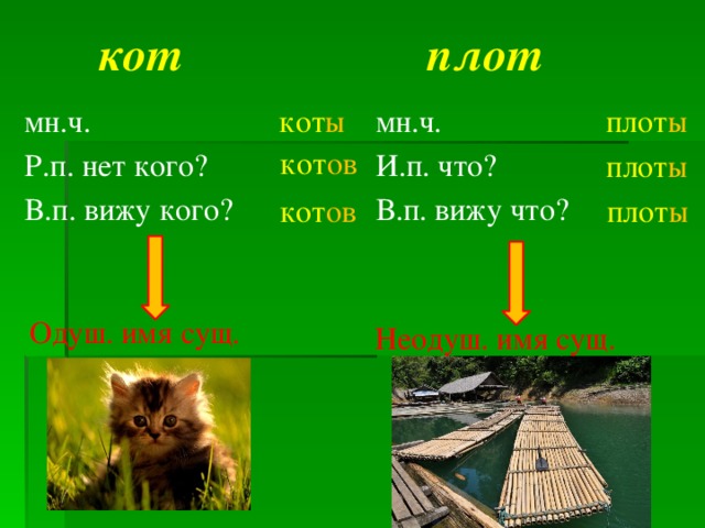 плот кот плот ы мн.ч. мн.ч. кот ы Р.п. нет кого? И.п. что? В.п. вижу кого? В.п. вижу что? кот ов плот ы кот ов плот ы Одуш. имя сущ. Неодуш. имя сущ. 