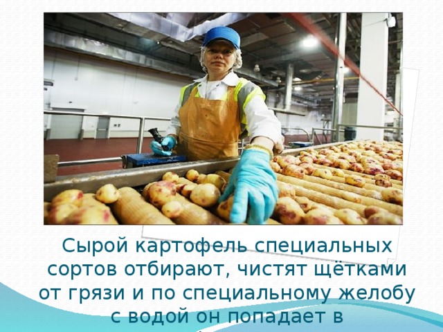 Сырой картофель специальных сортов отбирают, чистят щётками от грязи и по специальному желобу с водой он попадает в картофелечистку. 