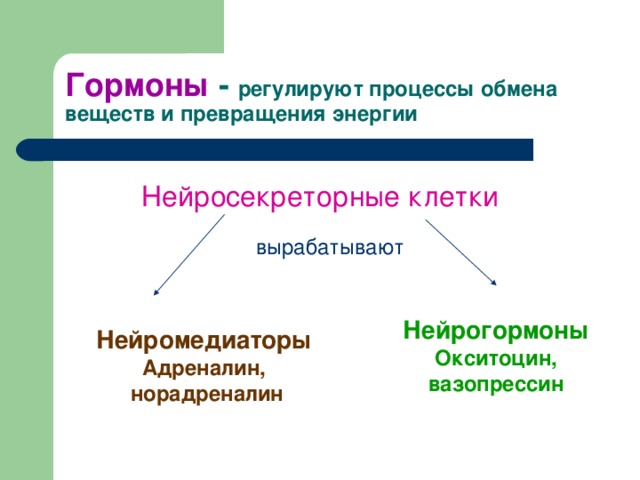 Гормоны - регулируют процессы обмена веществ и превращения энергии Нейросекреторные клетки вырабатывают Нейрогормоны Окситоцин, вазопрессин Нейромедиаторы Адреналин,  норадреналин 