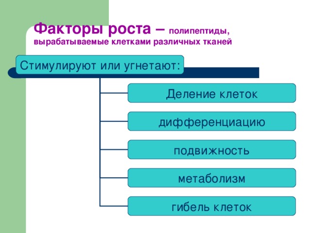 Факторы роста – полипептиды, вырабатываемые клетками различных тканей Стимулируют или угнетают: Деление клеток дифференциацию подвижность метаболизм гибель клеток 