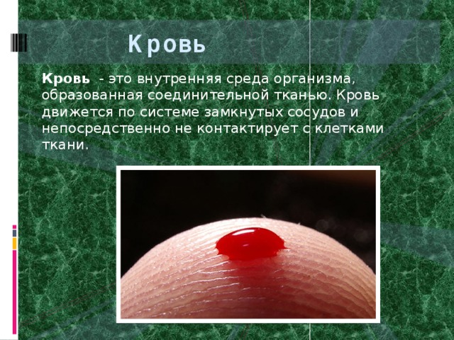 Кровь Кровь - это внутренняя среда организма, образованная соединительной тканью. Кровь движется по системе замкнутых сосудов и непосредственно не контактирует с клетками ткани. 