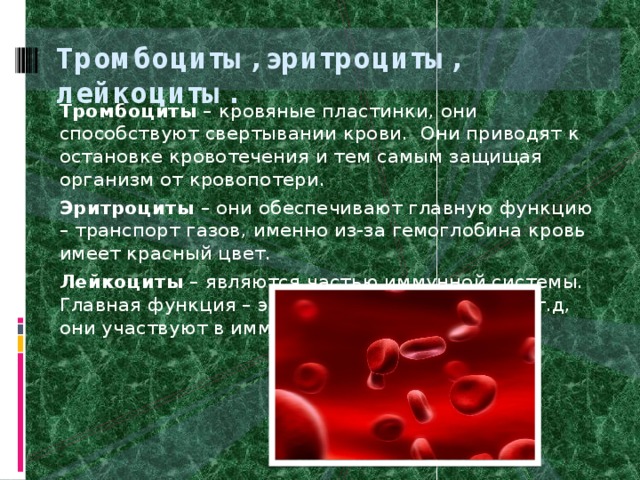 Тромбоциты, эритроциты, лейкоциты. Тромбоциты – кровяные пластинки, они способствуют свертывании крови. Они приводят к остановке кровотечения и тем самым защищая организм от кровопотери. Эритроциты – они обеспечивают главную функцию – транспорт газов, именно из-за гемоглобина кровь имеет красный цвет. Лейкоциты – являются частью иммунной системы. Главная функция – это защита от микробов и т.д, они участвуют в иммунных реакциях. 