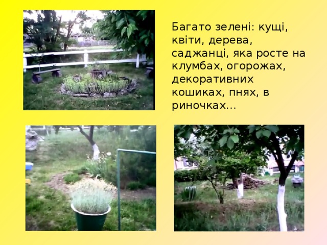 Багато зелені: кущі, квіти, дерева, саджанці, яка росте на клумбах, огорожах, декоративних кошиках, пнях, в риночках… 