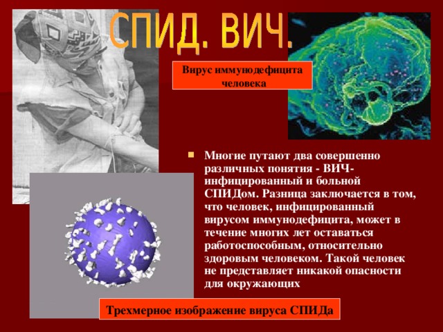 Вирус иммунодефицита  человека Многие путают два совершенно различных понятия - ВИЧ-инфицированный и больной СПИДом. Разница заключается в том, что человек, инфицированный вирусом иммунодефицита, может в течение многих лет оставаться работоспособным, относительно здоровым человеком. Такой человек не представляет никакой опасности для окружающих Трехмерное изображение вируса СПИДа 