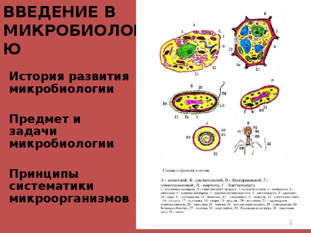 ВВЕДЕНИЕ В МИКРОБИОЛОГИЮ    История развития микробиологии  Предмет и задачи микробиологии  Принципы систематики микроорганизмов   