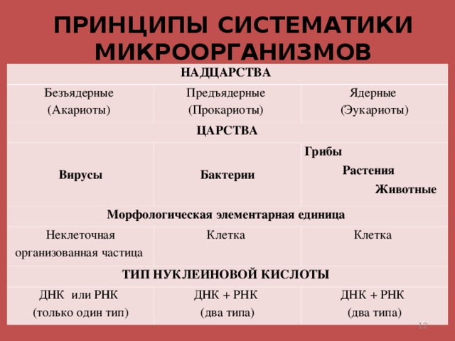 Лисица обыкновенная надцарство прокариоты и эукариоты