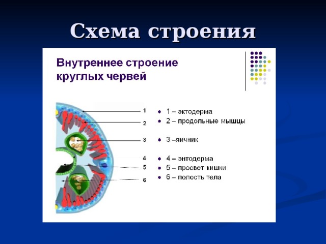 Схема строения 