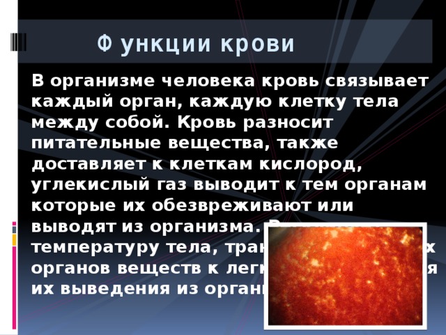  Функции крови В организме человека кровь связывает каждый орган, каждую клетку тела между собой. Кровь разносит питательные вещества, также доставляет к клеткам кислород, углекислый газ выводит к тем органам которые их обезвреживают или выводят из организма. Регулирует температуру тела, транспорт ненужных органов веществ к легким и почкам для их выведения из организма. 