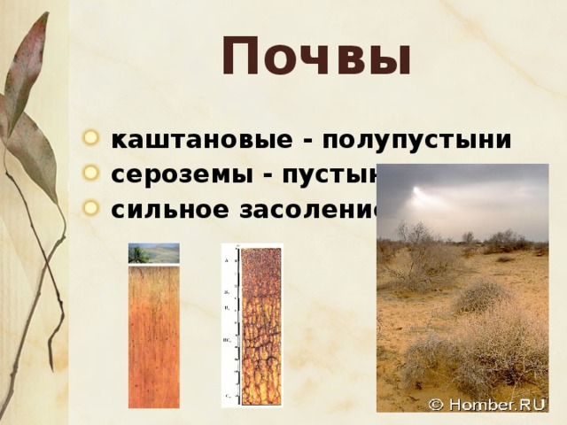 Особенности почв полупустынь. Полупустыни и пустыни почвы. Почвы пустынь и полупустынь в России. Почвы пустыни и полупустыни в России. Почва в пустыне и полупустыне России.