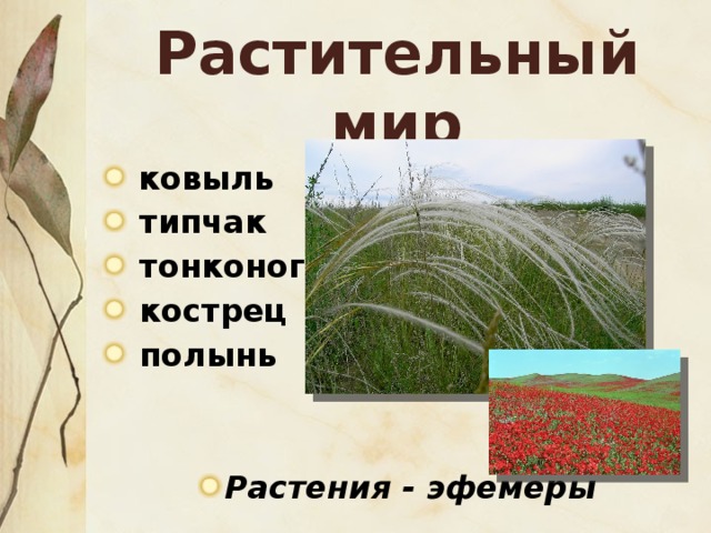 В какой природной зоне ковыль. Ковыль Типчак Тонконог. Растения ковыль Типчак Тонконог характерны. Для какой зоны характерны растения-эфемеры?. Эфемеры это в географии.