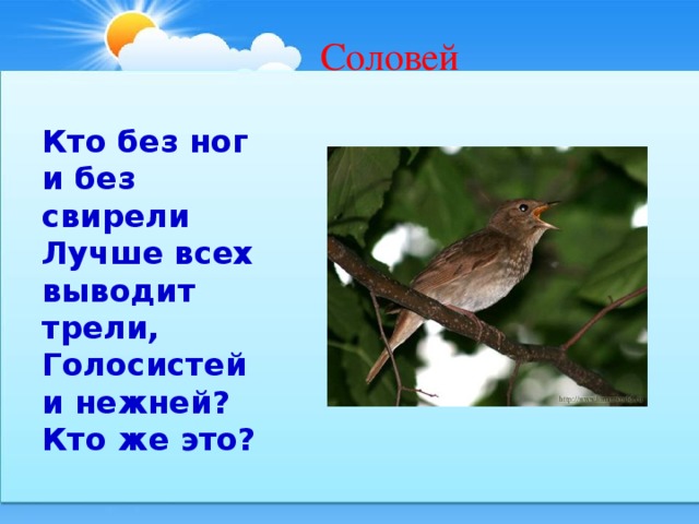 Кто такой соловей. Кто без ног и без свирели лучше всех выводит трели. Соловей мой Соловей голосистый Соловей. Соловей мой Соловей голосистый Соловей Барбоскины.