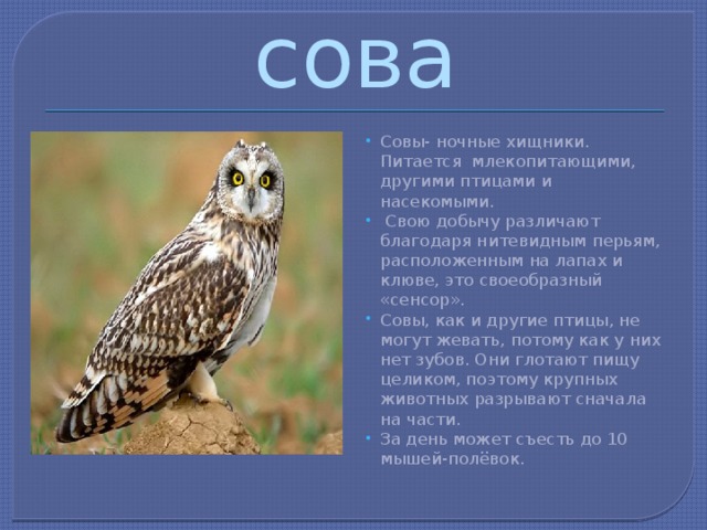 Что помогает сове. Что помогает сове добывать пищу. Особенности добывания пищи ночных хищных птиц. Что помогает этим животным добывать пищу Сова. Что помогает сове добывать пищу 3 класс.