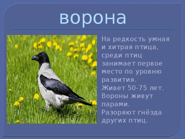 Год ворона. Гороскоп год ворона. Продолжительность жизни ворон окружающий мир. Ворона может прожить 48.