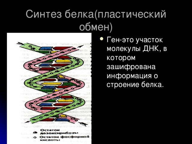 Синтез белка(пластический обмен) Ген-это участок молекулы ДНК, в котором зашифрована информация о строение белка. 