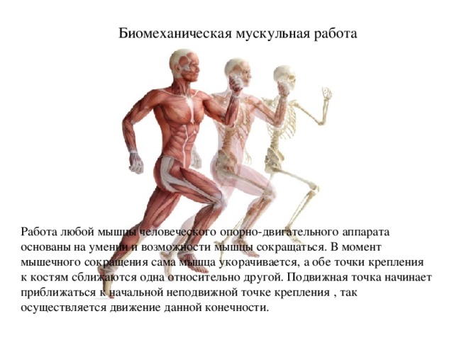 Биомеханическая мускульная работа Работа любой мышцы человеческого опорно-двигательного аппарата основаны на умении и возможности мышцы сокращаться. В момент мышечного сокращения сама мышца укорачивается, а обе точки крепления к костям сближаются одна относительно другой. Подвижная точка   начинает приближаться к начальной неподвижной точке крепления , так осуществляется движение данной конечности. 