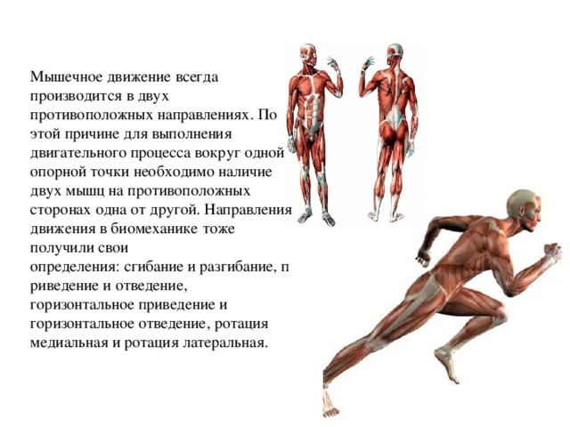 Какие изменения будут в движении. Мышцы в движении. Виды мышечных движений. Как происходит движение мышц. Выполнение движения мышцами.