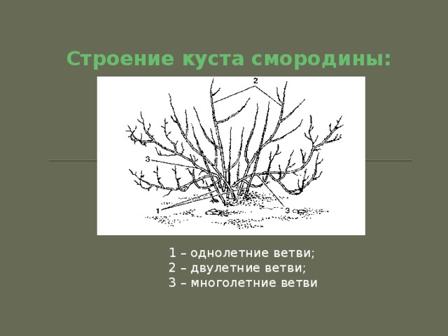 Строение кустарника. Строение куста черной смородины схема. Строение кустарника смородины. Строение куста черной смородины. Строение куста смородины.