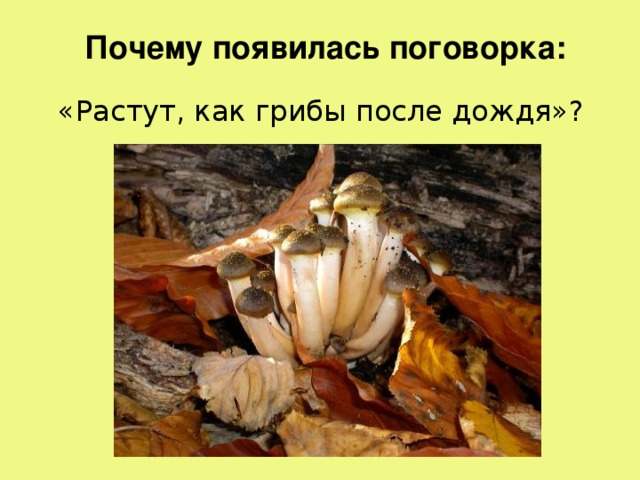 Почему появилась поговорка: «Растут, как грибы после дождя»? 