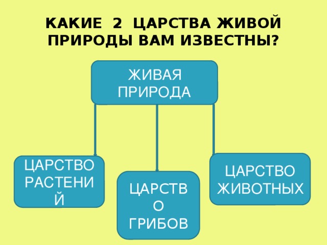 Какие царства живой природы изображены на рисунках запиши названия в таблицу 2 класс впр ответы