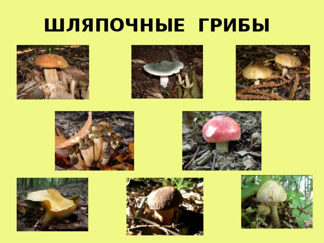 Три примера шляпочных грибов. Царство грибов Шляпочные. Представители шляпочных грибов 5 класс. Шляпочные Индии Шляпочные грибы. Шляпочные грибы названия.