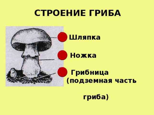 СТРОЕНИЕ ГРИБА  Шляпка  Ножка  Грибница (подземная часть гриба)  