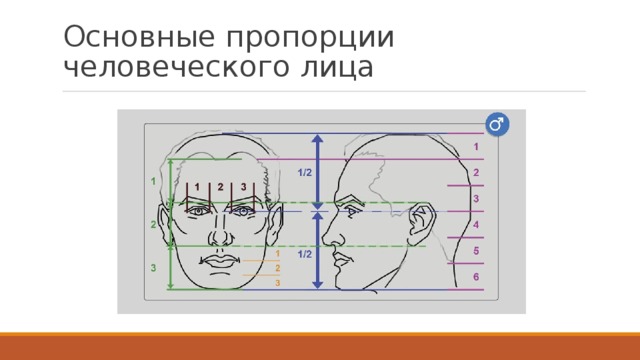 Основные пропорции человеческого лица 