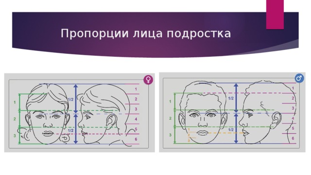 Эстетические пропорции лица презентация