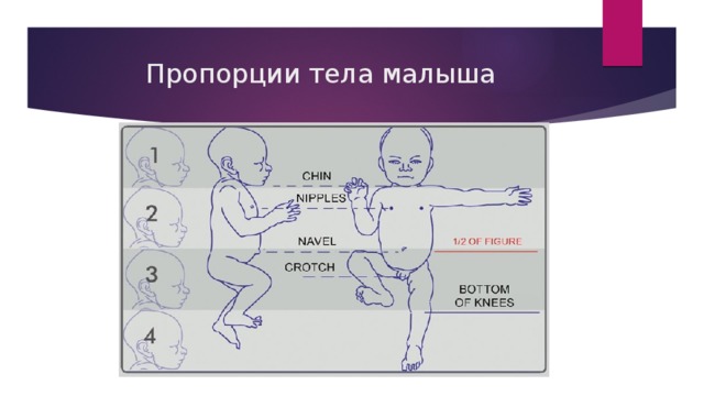 Пропорции ребенка в рисунке