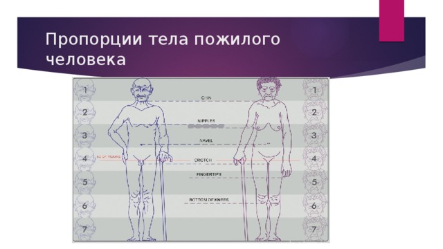 Пропорции человека картинка