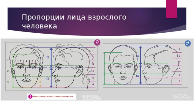 Эстетические пропорции лица презентация