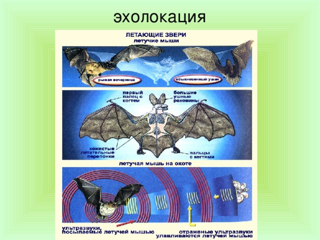 Летучие мыши для ориентации