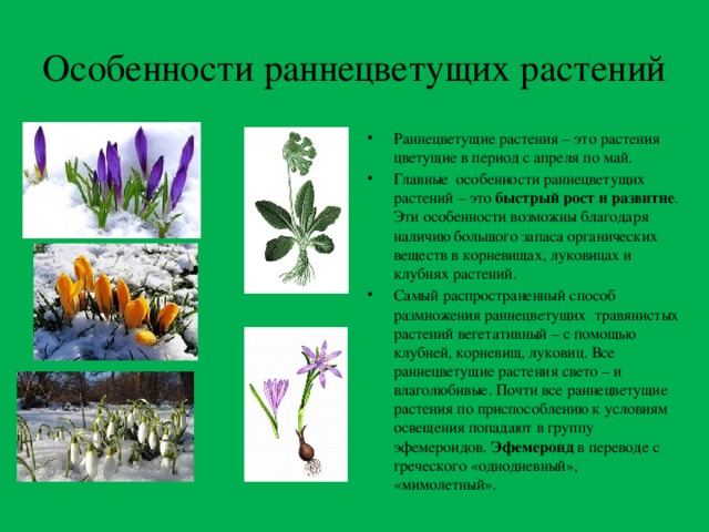 Какие растения появились раньше. Раннецветущие растения Подснежник. Раннецветущие растения весной. Раннецветущие растения Урала. Особенности раннецветущих растений.