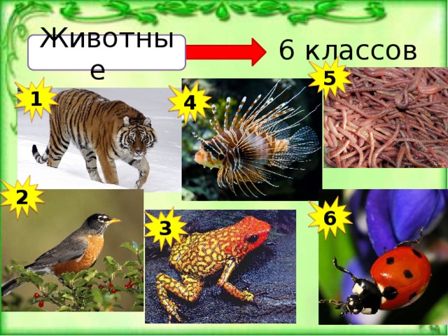 Признаки класса звери