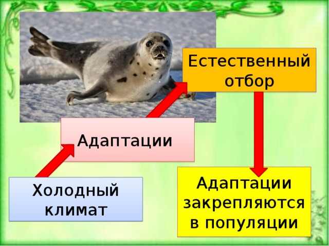 Естественно оказывать. Естественный отбор в популяции. Адаптация естественного отбора. Адаптация популяций. Адаптации результат действия естественного отбора.