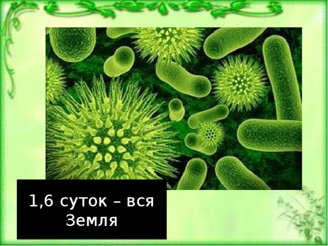 Растет она в земле известна в целом мире частенько на столе красуется в мундире