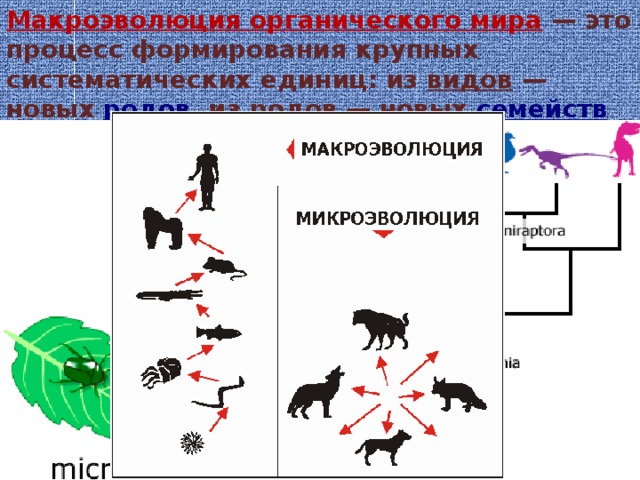 Презентация микро и макроэволюция